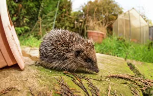 Hedgehog Photo Mug Collection: Hedgehog (Erinaceinae), Durham, England, United Kingom, Europe