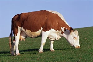 Cattle Collection: Hereford cow grazing on hillside, Chalk Farm, Willingdon, East Sussex, England