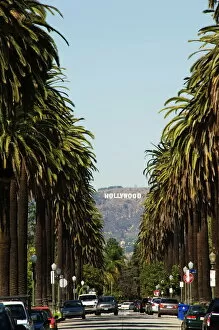 Related Images Photographic Print Collection: Hollywood Hills and The Hollywood sign from a tree