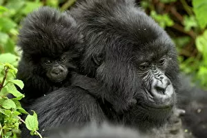 Hugging Collection: Infant mountain gorilla