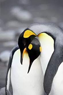7 Jan 2000 Postcard Collection: King penguin (Aptenodytes patagonica) pair pre-mating behaviour