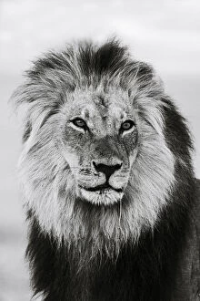 Head Section Collection: Lion (Panthera leo) male in monochrome, Kgalagadi Transfrontier Park, South Africa