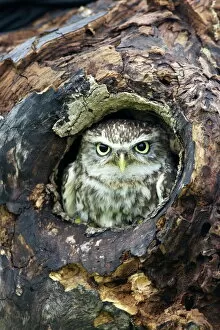 Hole Collection: Little Owl (Athene noctua), captive, Barn Owl Centre, Gloucestershire, England