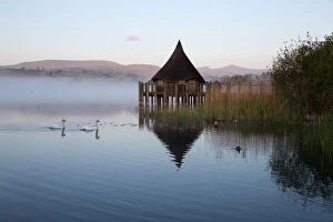 Swans Collection: Llangorse Lake and Crannog Island in morning mist, Llangorse, Brecon Beacons National Park