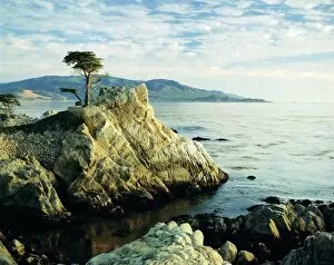 Robert Hills Collection: The Lone Cypress Tree on the coast