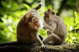 Primates Jigsaw Puzzle Collection: Long Tailed Macaques, Monkey Forest Sanctuary, Ubud, Bali, Indonesia, Southeast Asia