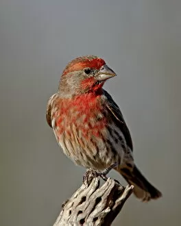 Related Images Photographic Print Collection: Male house finch (Carpodacus mexicanus), The Pond, Amado, Arizona, United States of America