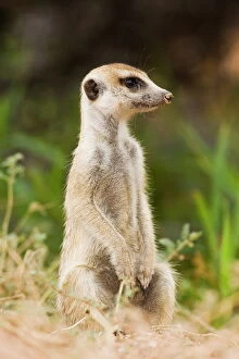 Curiosity Collection: Meerkat or (suricate) (Suricata suricatta) sitting while watching