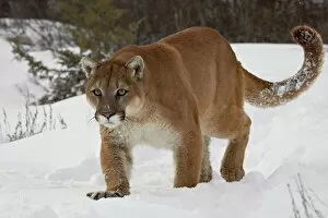 Freeze Collection: Mountain lion or cougar (Felis concolor) in snow, near Bozeman, Montana