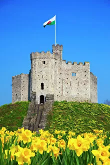 Famous Collection: Norman Keep and daffodils, Cardiff Castle, Cardiff, Wales, United Kingdom, Europe