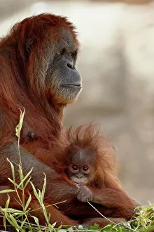 Orang Utan Collection: Orangutan (Pongo pygmaeus) mother and 6-month old baby in captivity, Rio Grande Zoo