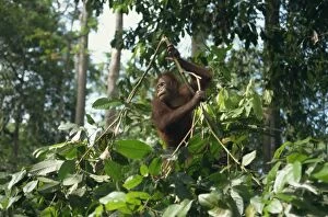 Orang Utan Collection: Orangutan, Sepilok Orangutan Rehabilitation Center
