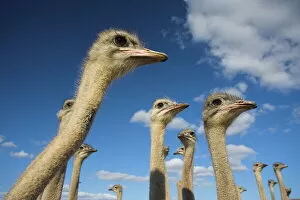 Humour Collection: Ostriches, Struthio camelus