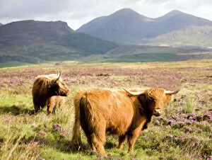 Highland Framed Print Collection: Pair of Highland cows grazing among heather near Drinan, on road to Elgol