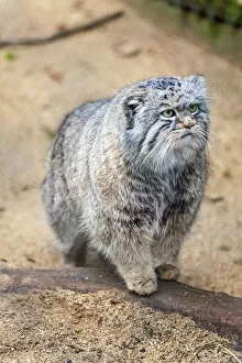 Related Images Metal Print Collection: Pallas cat, Otocolobus manu, Cotswold Wildlife Park, Costswolds, Gloucestershire, England