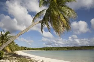 West Indies Collection: Palm tree and sandy beach in Sun Bay in Vieques, Puerto Rico, West Indies