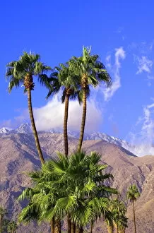 West Coast Collection: Palm trees with San Jacinto Peak in background, Palm Springs, California