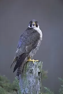 Perch Jigsaw Puzzle Collection: Peregrine falcon (Falco peregrinus)