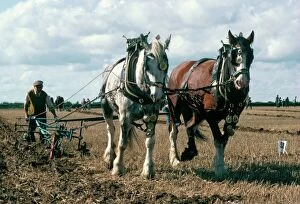 Co Operation Collection: Ploughing with shire horses, Derbyshire, England, United Kingdom, Europe
