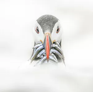 Close Up View Collection: Puffin (Fratercula)