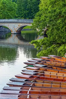 Related Images Collection: Punts on the River Cam, The Backs, Cambridge, Cambridgeshire, England, United Kingdom
