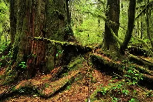Vancouver Pillow Collection: Rainforest, Pacific Rim National Park, Vancouver Island, British Columbia