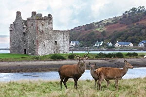 Castle Collection: Red deer, Lochranza, Isle of Arran, Scotland, United Kingdom, Europe