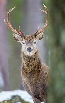Head Section Collection: Red deer stag (Cervus elaphus), Scottish Highlands, Scotland, United Kingdom, Europe