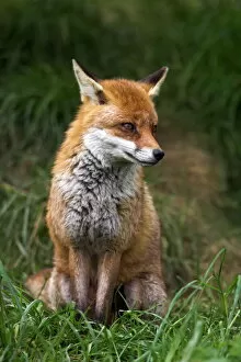 Red Fox Collection: Red fox, Vulpes vulpes, captive, United Kingdom, Europe