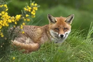 Red Fox Photographic Print Collection: Red fox, Vulpes vulpes, captive, United Kingdom, Europe