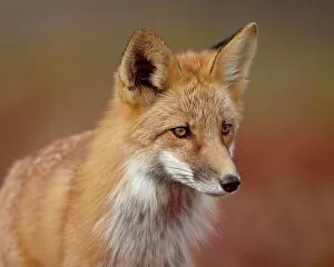 Red Fox Framed Print Collection: Red fox (Vulpes vulpes) (Vulpes fulva), Denali National Park and Preserve