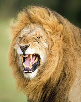 Animal Mouth Collection: Roaring Lion, Masai Mara, Kenya, East Africa, Africa