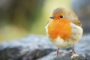 Close Up View Collection: Robin, garden bird, Scotland, United Kingdom, Europe
