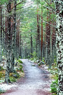 Footpath Collection: Rothiemurchus Forest at Loch an Eilein, Aviemore, Cairngorms National Park, Scotland