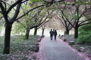 Cherry Blossom Collection: Spring cherry blossom, Brooklyn Botanical Garden, Brooklyn, New York City
