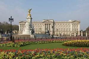 Related Images Poster Print Collection: Spring tulips at Buckingham Palace, London, England, United Kingdom, Europe