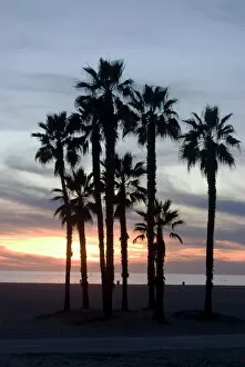 Palm Trees Collection: Sunset over the beach, Santa Monica, California, United States of America, North America