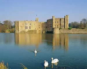 Castles Canvas Print Collection: Swans in front of Leeds Castle, Kent, England