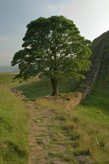 Related Images Pillow Collection: Sycamore Gap, location for scene in the film Robin Hood Prince of Thieves