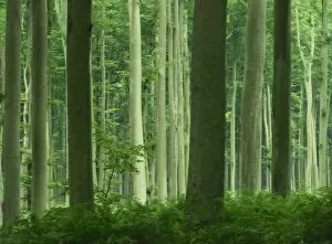 Eure Collection: Tall straight trunks on trees in woodland in the Forest of Lyons, in Eure