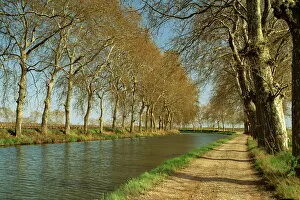 Canal du Midi Fine Art Print Collection: Trees lining the Canal du Midi and towpath near Capestang, Languedoc Roussillon