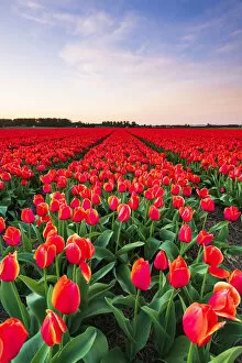 Tulipa Collection: Tulip fields around Lisse, South Holland, The Netherlands, Europe