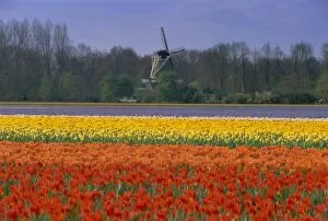 The Netherlands Collection: Tulip fields and windmill near Keukenhof