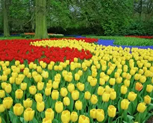 Netherland Collection: Tulips, Keukenhof Gardens