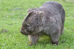 Related Images Metal Print Collection: Wombat (Vombatus ursinus), Wilsons Promontory National Park, Victoria, Australia, Pacific