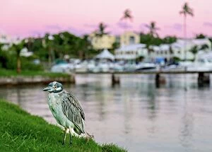 Related Images Fine Art Print Collection: Yellow Crowned Night Heron at sunset, Flatt's Inlet, Bermuda, North Atlantic, North America