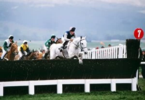 Horse Racing Fine Art Print Collection: Desert Orchid on the way to winning the 1989 Cheltenham Gold Cup