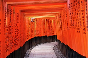 Related Images Collection: Senbon Torii, tunnels of red torii gates, at Fushimi Inari Shinto shrine in Kyoto, Japan