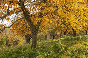 Cultivate Collection: Autumnal cherry trees in orchard, Thuringia, Germany, Europe