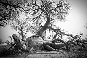 Baobab Collection: Baines Baobabs, Nxai Pan National Park, Botswana